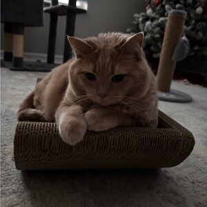 Meet your Posher, Camryn